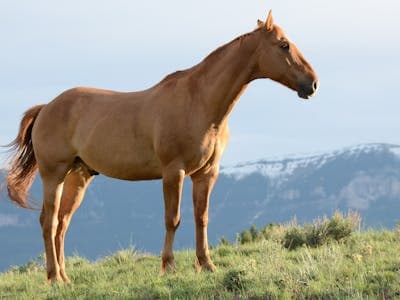 競馬レースの様子
