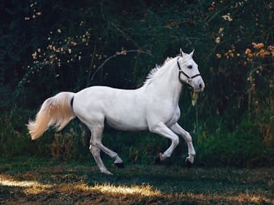 競走馬